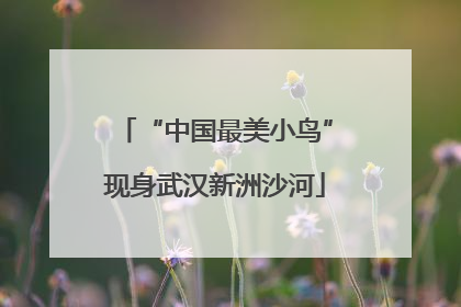 “中国最美小鸟”现身武汉新洲沙河