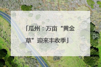 瓜州：万亩“黄金草”迎来丰收季