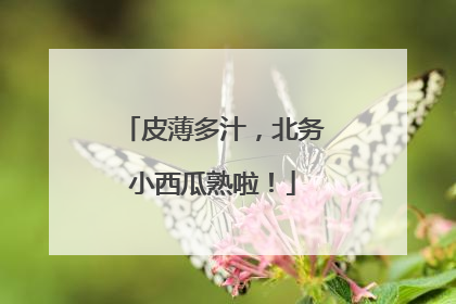 皮薄多汁，北务小西瓜熟啦！