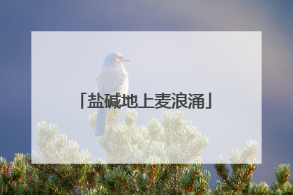 盐碱地上麦浪涌