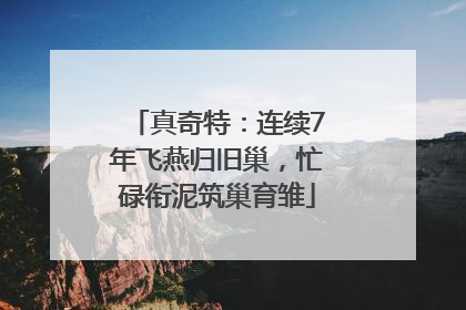 真奇特：连续7年飞燕归旧巢，忙碌衔泥筑巢育雏