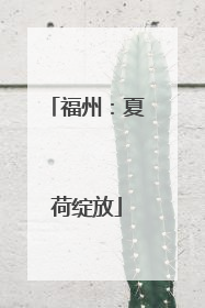 福州：夏荷绽放