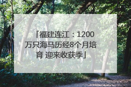 福建连江：1200万只海马历经8个月培育 迎来收获季