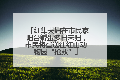 红隼夫妇在市民家阳台孵蛋多日未归，市民将蛋送往红山动物园“抢救”