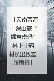 云南普洱：深山藏“绿富密码” 林下中药材长出致富新图景
