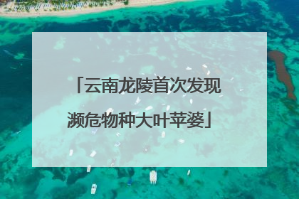 云南龙陵首次发现濒危物种大叶苹婆