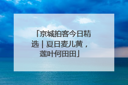 京城拍客今日精选｜夏日麦儿黄，莲叶何田田