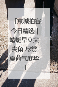 京城拍客今日精选｜蜻蜓早立尖尖角 尽赏夏荷气度华
