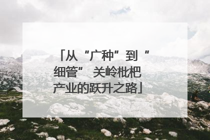 从“广种”到“细管” 关岭枇杷产业的跃升之路