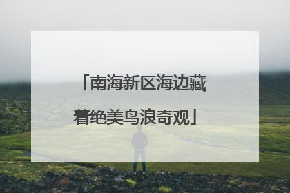 南海新区海边藏着绝美鸟浪奇观