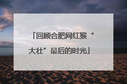 回顾合肥网红猴“大壮”最后的时光