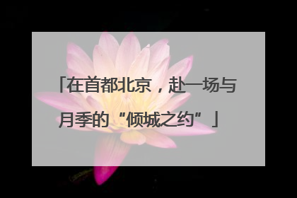 在首都北京，赴一场与月季的“倾城之约”