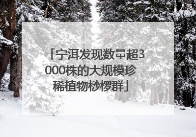 宁洱发现数量超3000株的大规模珍稀植物桫椤群