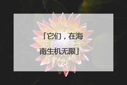 它们，在海南生机无限