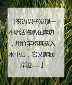 夜钓男子发现一不明活物趴在岸边，用竹竿将其拨入水中后，它又爬回岸边……