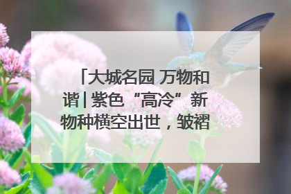 大城名园 万物和谐│紫色“高冷”新物种横空出世，皱褶叶片暗藏进化密码