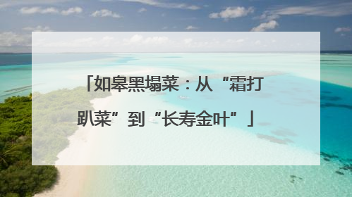 如皋黑塌菜：从“霜打趴菜”到“长寿金叶”