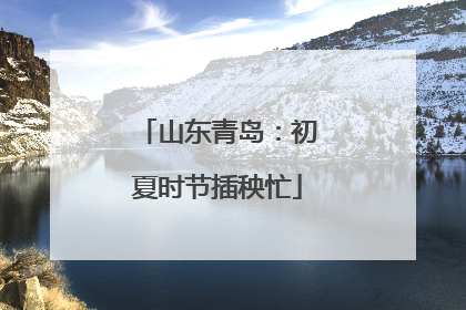 山东青岛：初夏时节插秧忙