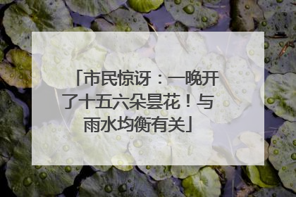 市民惊讶：一晚开了十五六朵昙花！与雨水均衡有关