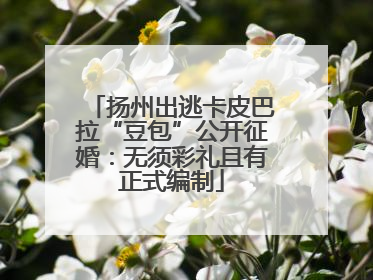 扬州出逃卡皮巴拉“豆包”公开征婚：无须彩礼且有正式编制