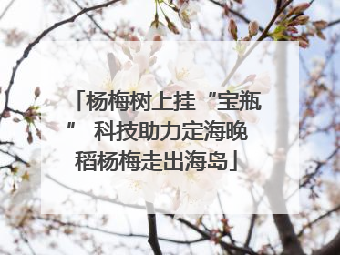 杨梅树上挂“宝瓶” 科技助力定海晚稻杨梅走出海岛