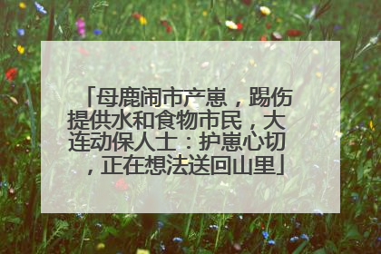 母鹿闹市产崽，踢伤提供水和食物市民，大连动保人士：护崽心切，正在想法送回山里