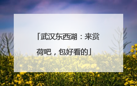 武汉东西湖：来赏荷吧，包好看的