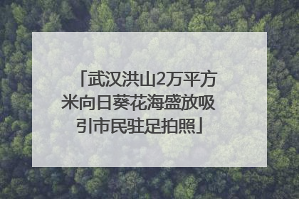 武汉洪山2万平方米向日葵花海盛放吸引市民驻足拍照