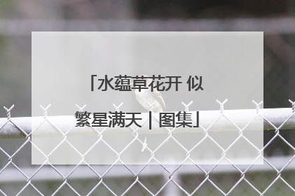 水蕴草花开 似繁星满天｜图集