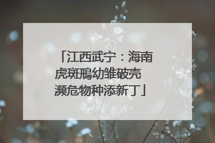江西武宁：海南虎斑鳽幼雏破壳 濒危物种添新丁