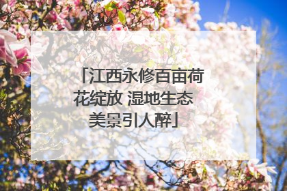江西永修百亩荷花绽放 湿地生态美景引人醉