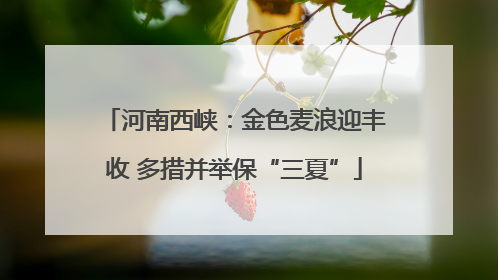 河南西峡：金色麦浪迎丰收 多措并举保“三夏”