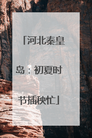 河北秦皇岛：初夏时节插秧忙