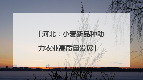 河北：小麦新品种助力农业高质量发展