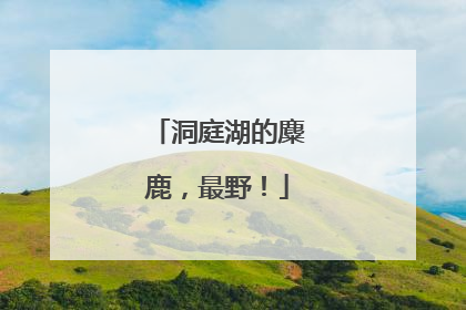 洞庭湖的麋鹿，最野！