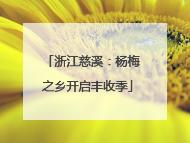 浙江慈溪：杨梅之乡开启丰收季