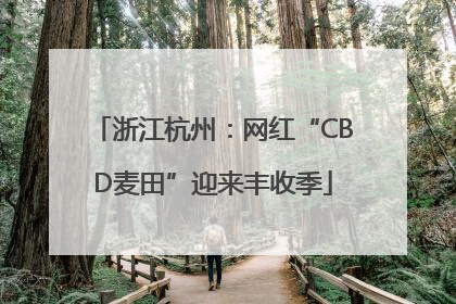 浙江杭州：网红“CBD麦田”迎来丰收季