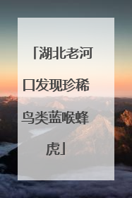 湖北老河口发现珍稀鸟类蓝喉蜂虎