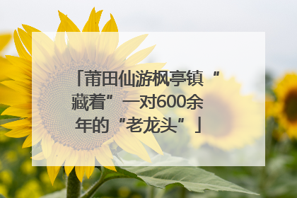 莆田仙游枫亭镇“藏着”一对600余年的“老龙头”