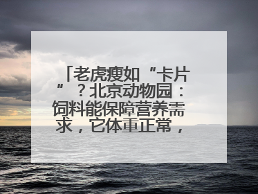 老虎瘦如“卡片”？北京动物园：饲料能保障营养需求，它体重正常，放心吧