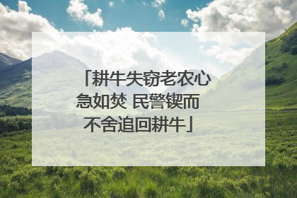 耕牛失窃老农心急如焚 民警锲而不舍追回耕牛