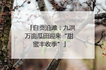 自贡沿滩：九洪万亩瓜田迎来“甜蜜丰收季”