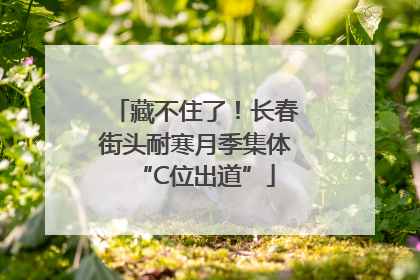 藏不住了！长春街头耐寒月季集体“C位出道”