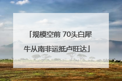 规模空前 70头白犀牛从南非运抵卢旺达