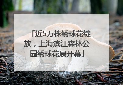 近5万株绣球花绽放，上海滨江森林公园绣球花展开幕