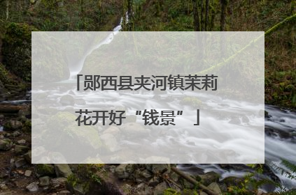 郧西县夹河镇茉莉花开好“钱景”