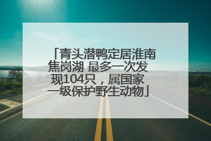 青头潜鸭定居淮南焦岗湖 最多一次发现104只，属国家一级保护野生动物