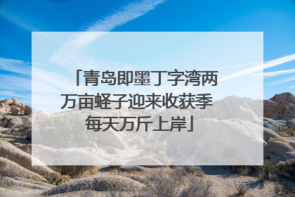 青岛即墨丁字湾两万亩蛏子迎来收获季 每天万斤上岸