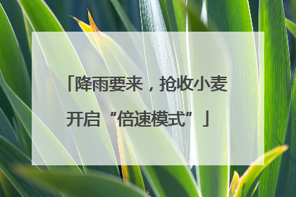 降雨要来，抢收小麦开启“倍速模式”