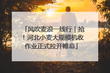 风吹麦浪一线行｜抢！河北小麦大规模机收作业正式拉开帷幕